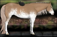 Horse Color:White Spotted Palomino 