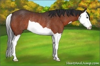 Horse Color:Bay Splash Rabicano