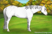Horse Color:Brown Sabino Rabicano
