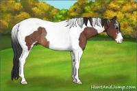 Horse Color:Bay Sabino Tobiano Rabicano