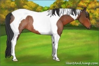 Horse Color:Bay Tobiano Rabicano 