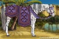 Horse Color:Bay Splash Tobiano  and Bay Splash Tobiano Appaloosa 