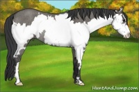Horse Color:Grullo Roan Sabino Splash Frame Rabicano