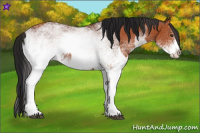 Horse Color:White Spotted Bay Splash and Gray White Spotted Bay Splash