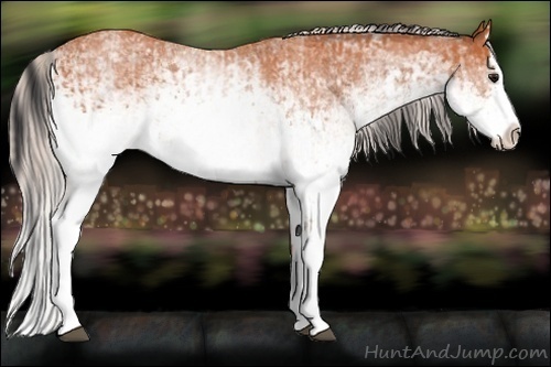 Horse Color:White Spotted Bay Splash  and White Spotted Silver Bay Splash 