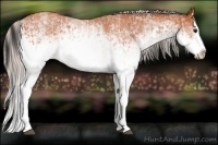 Horse Color:White Spotted Bay Splash  and White Spotted Silver Bay Splash 