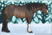 Horse Color:Brown Rabicano and Brown Rabicano