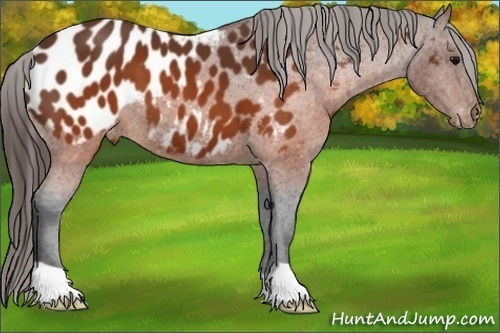 Horse Color:Brown Appaloosa 