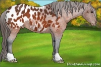 Horse Color:Brown Appaloosa 
