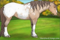 Horse Color:Amber Champagne Appaloosa