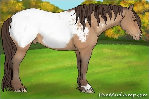 Horse Color:Amber Champagne Appaloosa 