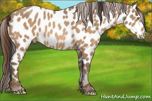 Horse Color:Amber Champagne Appaloosa 