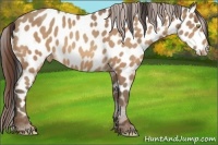 Horse Color:Amber Champagne Appaloosa 