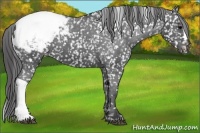 Horse Color:Black Snowcap 