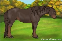 Horse Color:Liver Chestnut Frame 
