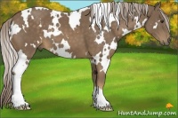 Horse Color:White Spotted Chocolate Palomino