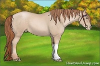 Horse Color:Buckskin Pearl 