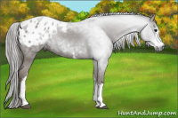 Horse Color:Gray White Spotted Black Appaloosa Rabicano