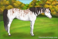 Horse Color:White Spotted Bay Splash  and White Spotted Bay Splash 