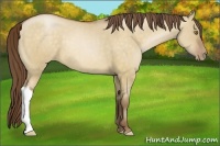 Horse Color:Brown Pearl Dun 