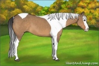 Horse Color:Bay Dun Sabino Splash Tobiano 