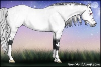 Horse Color:White Spotted Silver Bay Chinchilla Rabicano 