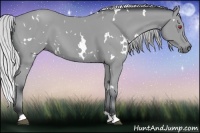 Horse Color:White Spotted Silver Buckskin Chinchilla 