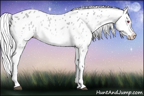 Horse Color:Silver Bay Chinchilla Appaloosa 