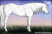 Horse Color:Silver Bay Chinchilla Appaloosa