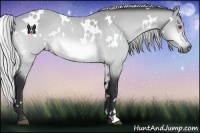 Horse Color:White Spotted Silver Bay Chinchilla 