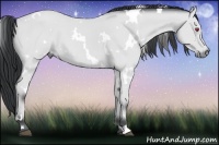 Horse Color:White Spotted Bay Chinchilla 