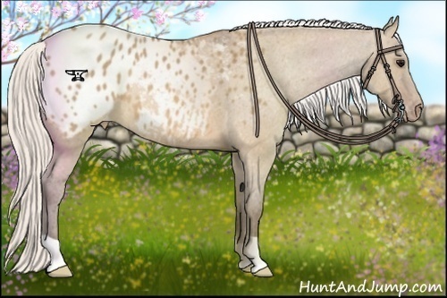 Horse Color:Silver Brown Roan Dun Appaloosa 