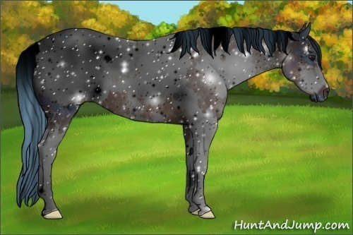 Horse Color:ERROR: UNKNOWN ANOMALY