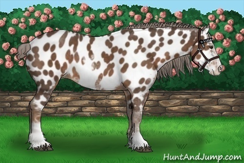 Horse Color:Liver Chestnut Sabino Appaloosa 