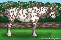 Horse Color:Liver Chestnut Sabino Near Leopard 