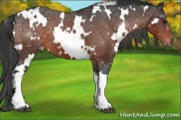 Horse Color:White Spotted Brown Varnish 