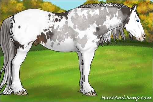 Horse Color:White Spotted Liver Chestnut Sabino Splash Snowcap 