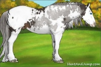 Horse Color:White Spotted Liver Chestnut Sabino Splash Snowcap 