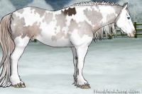 Horse Color:White Spotted Liver Chestnut Sabino Splash 