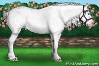 Horse Color:Liver Red Dun Sabino Splash Appaloosa 