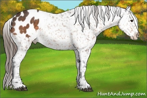 Horse Color:Buckskin Appaloosa 