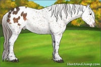 Horse Color:Buckskin Appaloosa
