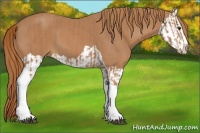 Horse Color:Chestnut Tobiano  and Chestnut Splash 