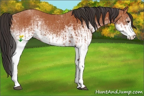 Horse Color:White Spotted Bay Splash  and White Spotted Bay 