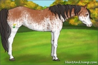 Horse Color:White Spotted Bay Splash  and White Spotted Bay 