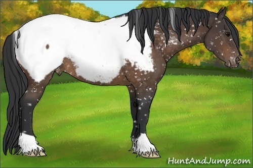 Horse Color:Brown Snowcap Rabicano 