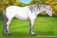 Horse Color:Bay Roan Appaloosa