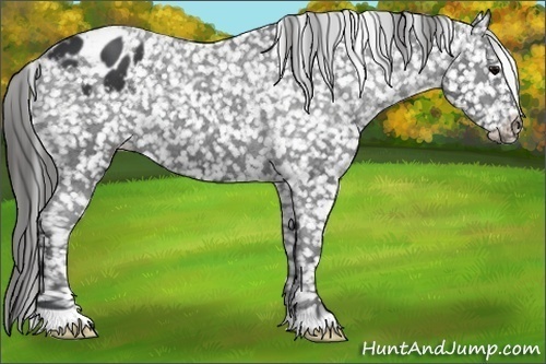 Horse Color:Black Appaloosa 