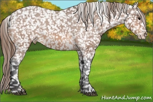 Horse Color:Buckskin Appaloosa 