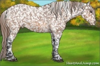 Horse Color:Buckskin Appaloosa 